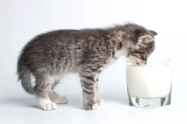 Een aandoenlijk beeld dat de onschuld van een katje vastlegt dat melk uit een glas drinkt.