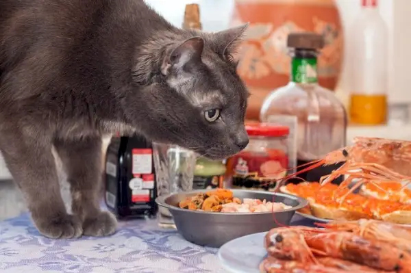 Gato curioso intrigado com um prato de camarão suculento.