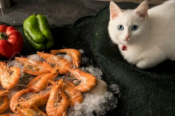 Chat concentré se livrant à un festin de crevettes.