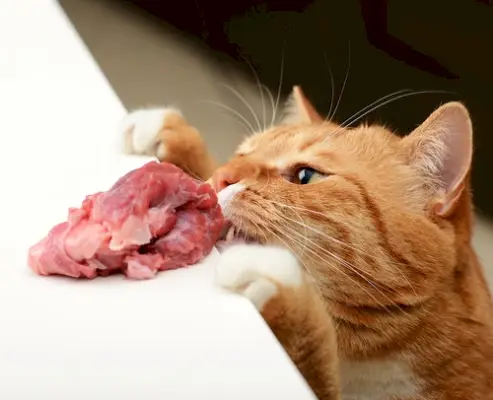 il gatto mangia carne