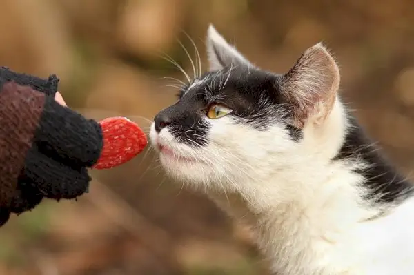 Chat curieux rencontrant une tranche de salami, suscitant son intérêt pour des aliments inhabituels.