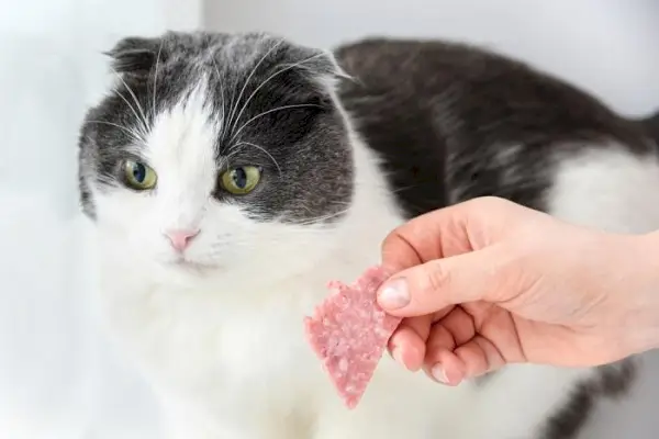 Veranschaulichung möglicher Gefahren durch den Verzehr von Salami durch Katzen und Hervorhebung wichtiger Ernährungsvorkehrungen.