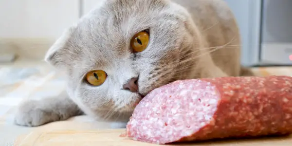 Questionando a possibilidade de gatos comerem salame, imagem destacando uma dúvida comum sobre dietas felinas.