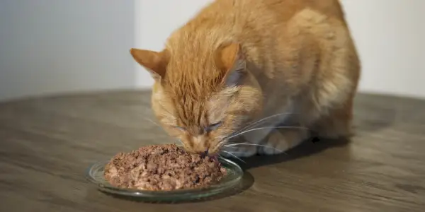 melhor comida para gatos para ganho de peso