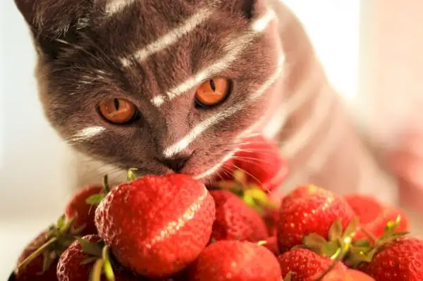 Chat curieux enquêtant sur une fraise juteuse.