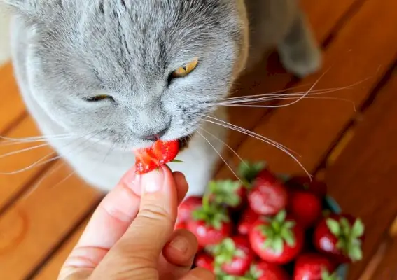 Mourovatá kočka si užívá jahodovou svačinu.