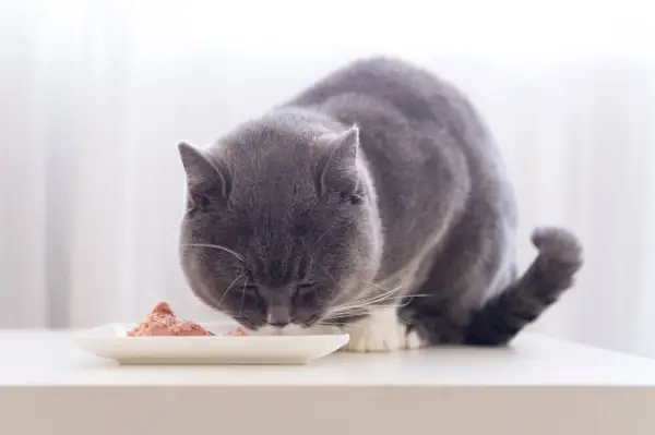 Grijze korthaar kat eet natvoer uit een schaal.