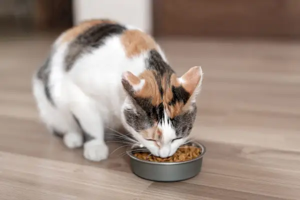 ¿Qué es la ceniza en la comida para gatos?