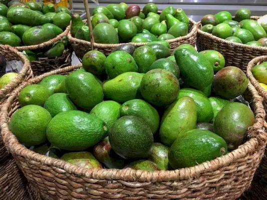 Avocado expus într-un cadru natural