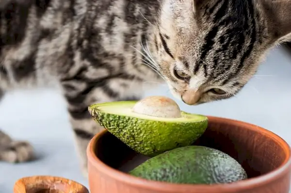 Kan katte spise avocado?