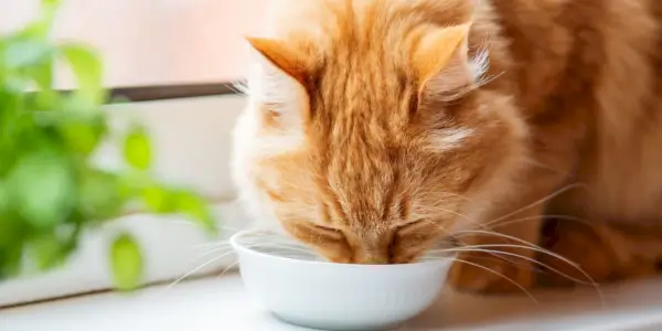 Chat assoiffé bénéficiant d’une boisson rafraîchissante d’eau