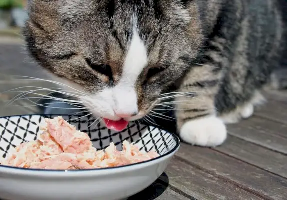 Gato comiendo comida fresca