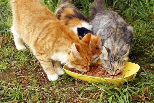 Gatti che mangiano cibo per gatti fatto in casa