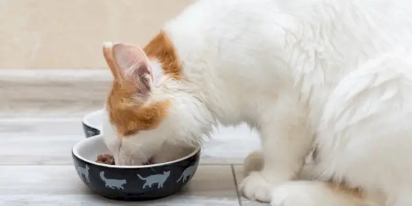 El pequeño gatito come comida de un cuenco.