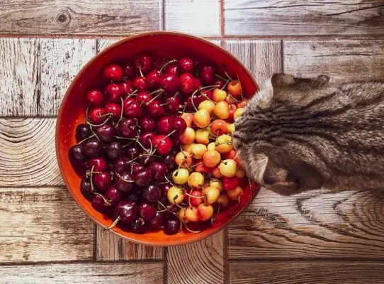 Imagen que muestra un gato cerca de un plato de cerezas.