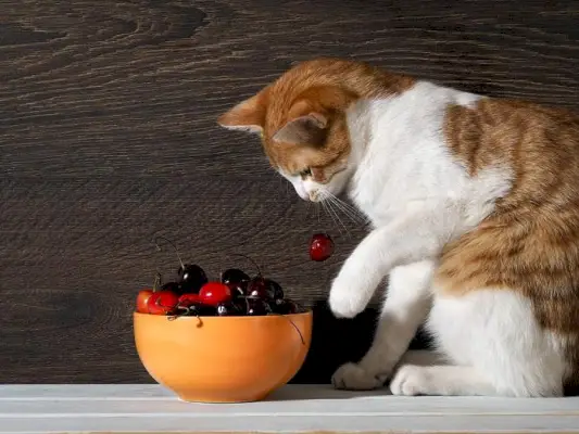 Imagen que muestra un gato con una cereza, destacando un felino.