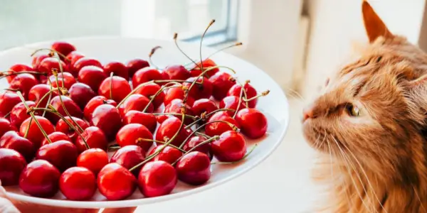 猫はさくらんぼを食べても大丈夫？