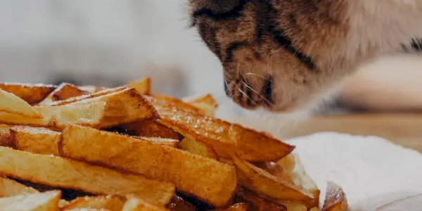 Les chats peuvent-ils manger des patates douces ?