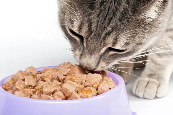 Close de um gato comendo comida de uma tigela