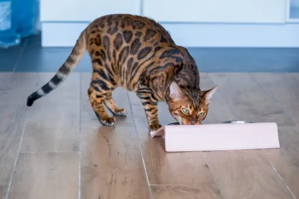 Schöne Bengalkatze frisst Futter aus einer Schüssel