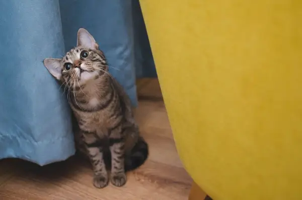 Kunnen kittens volwassen kattenvoer eten? Een dierenarts legt het uit