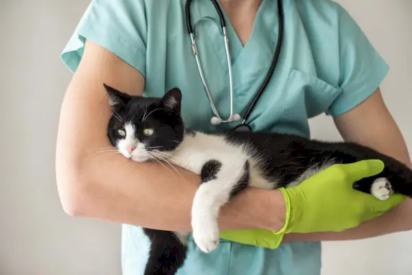 Imagen de un veterinario sosteniendo un gato, con especial atención a un gato negro.