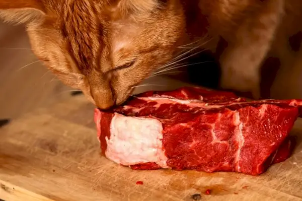 Konzentrierte Katze zeigt großes Interesse an einem herzhaften Steak.