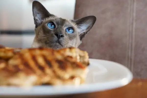 Obsah mačka vychutnáva lahodné steakové jedlo.