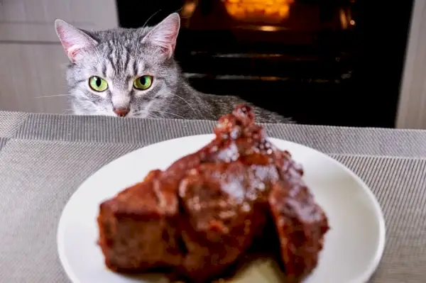 Gatto avventuroso affascinato da una deliziosa bistecca.