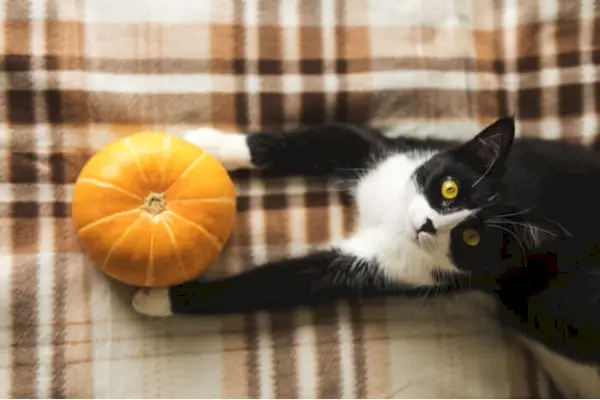 Is pompoen goed voor katten?