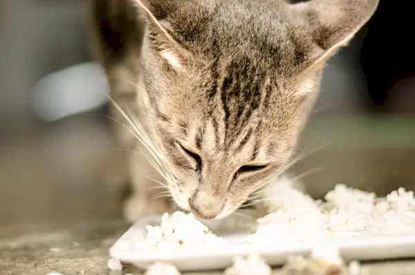 Gato satisfeito saboreando uma refeição de arroz.