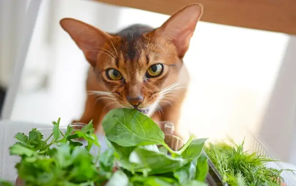 Fesselndes Bild einer Katze, die ein Stück Basilikumblätter knabbert