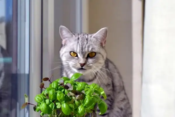 バジルの小枝を持つ猫の仲間