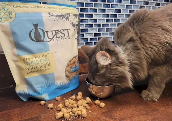 A comida de gato liofilizada Quest vem em pellets pequenos e leves que se esfarelam facilmente com a mão e se reidratam rapidamente em líquido.