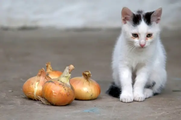 Uma imagem de um gato perto de uma cebola