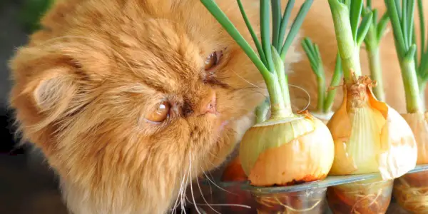 Ein Bild, das eine Katze zeigt, die eine Zwiebel frisst, und die potenziellen Gefahren und Toxizität von Zwiebeln für die Gesundheit von Katzen hervorhebt