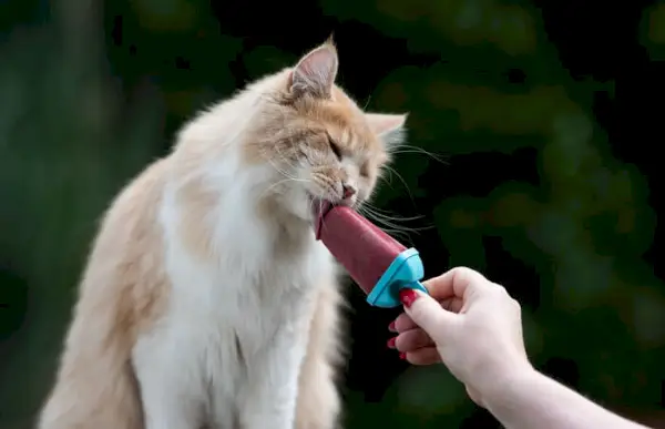 En katt som nyter en slikk med iskrem med smak og vekt på hensyn til porsjonsstørrelse og potensiell innvirkning på en katt