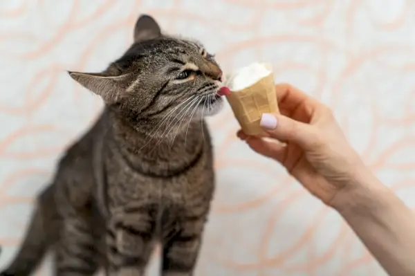 Imagem abordando os riscos de gatos consumirem sorvete, enfatizando possíveis preocupações e efeitos na saúde felina