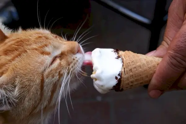 Un gato lamiendo juguetonamente un poco de helado, mostrando su curiosidad por sabores y texturas novedosos.