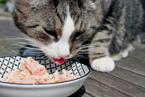 Imagen cautivadora de un gato saboreando una delicia de atún.