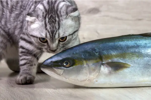 Utforsker spørsmålet om katter kan spise tunfisk, med fokus på kattens kostholdshensyn.