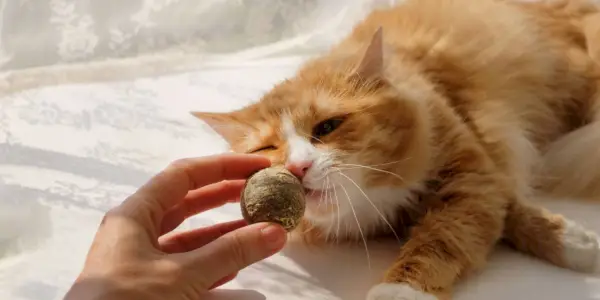 Afbeelding met een kattenkruidbal, met een populair kattenspeeltje doordrenkt met de verleidelijke geur van kattenkruid