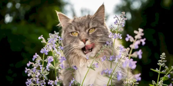 Afbeelding van een kat die intens geniet van kattenkruid, met de enthousiaste en vreugdevolle reactie