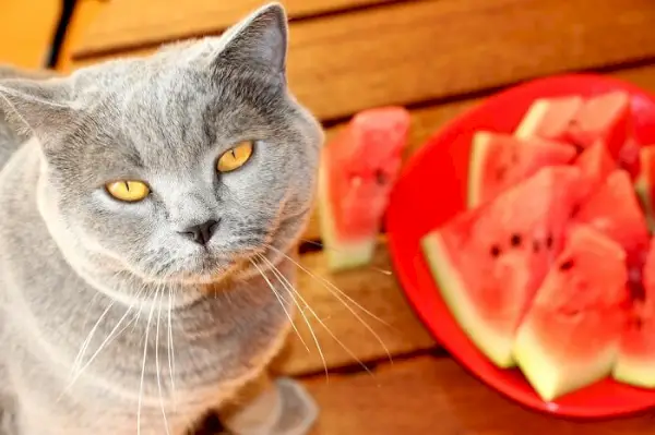 Nyfiken katt fängslad av en vattenmelon som visar upp kattens nyfikenhet och utforskning.