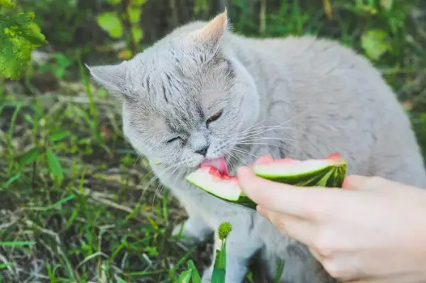 Razigrana mačka uživa u ljetnoj poslastici lubenice.