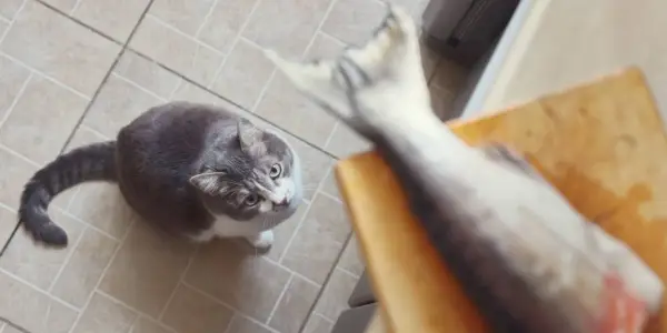 Um gato olhando com curiosidade para um rabo de peixe no balcão da cozinha