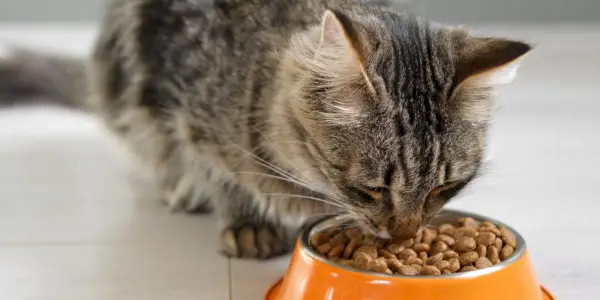 Gatto soriano che mangia crocchette da una ciotola