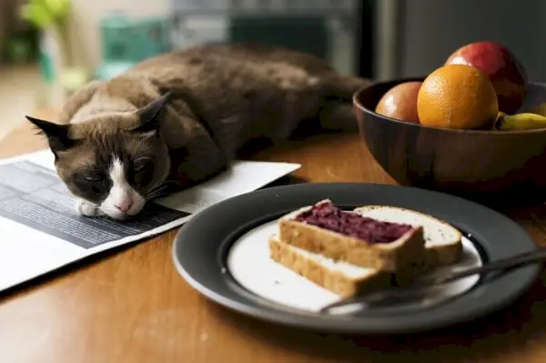 Gato ao lado de uma fatia de pão, um encontro divertido