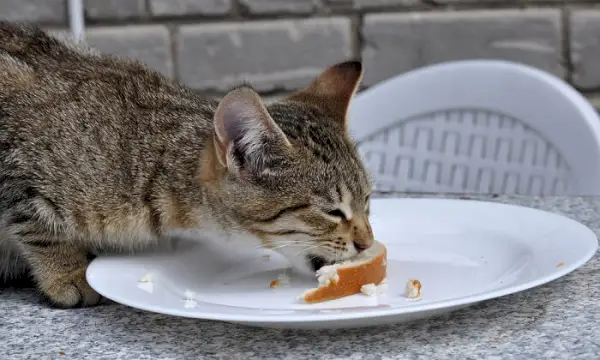 Gato envolvido em comer um pedaço de pão