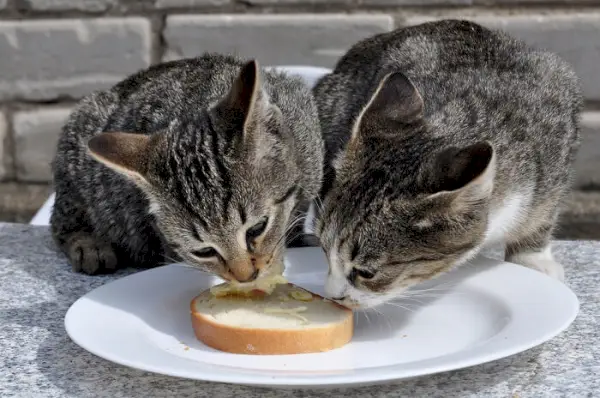 Kat knabbelt aan een stuk brood